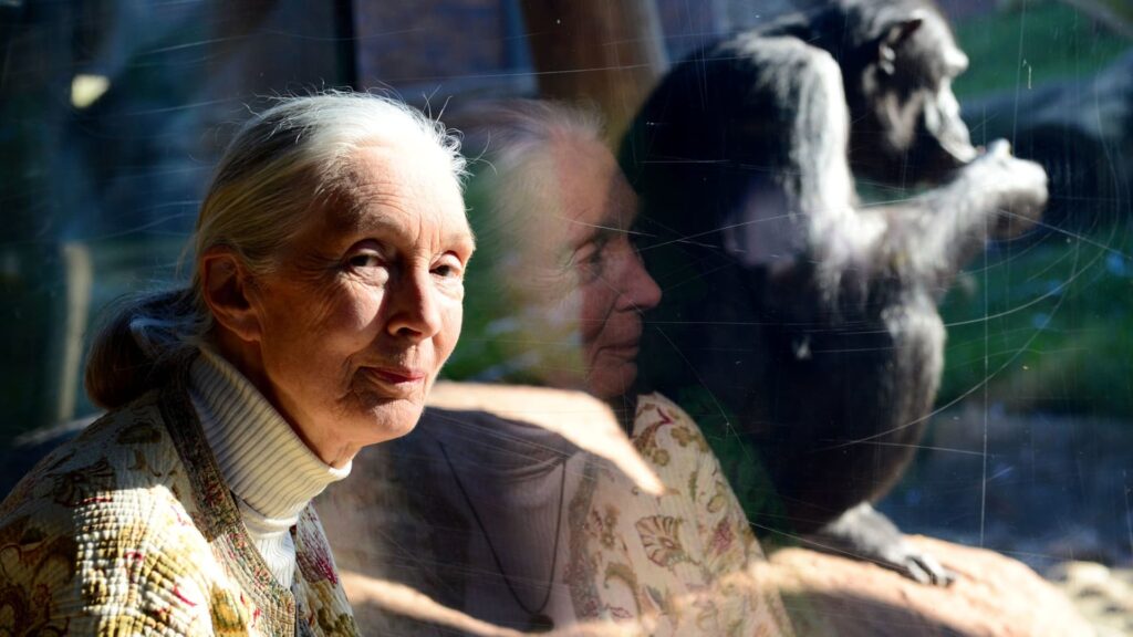 Why Jane Goodall adopted a plant-based diet in the 1960s