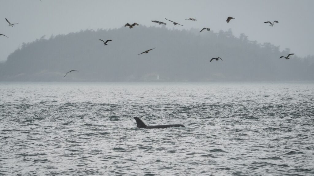 Scientists tap ocean cables to track orcas
