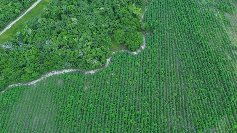 How drones and AI are protecting Brazil’s rainforest