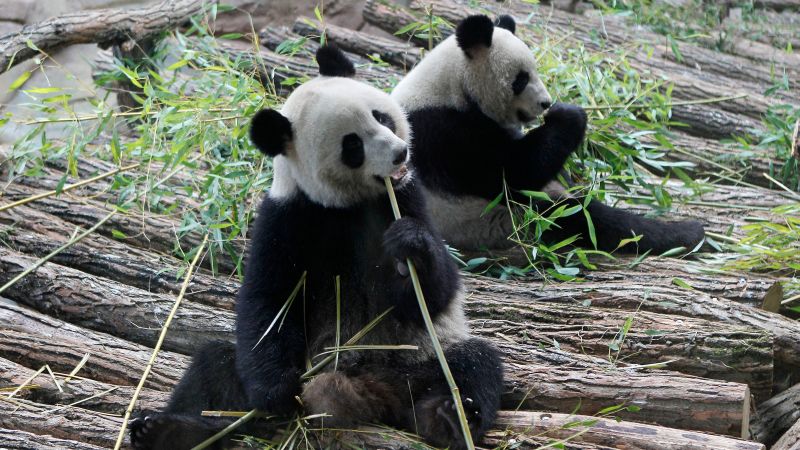 France bids “Bon Voyage” to two giant pandas returning to China