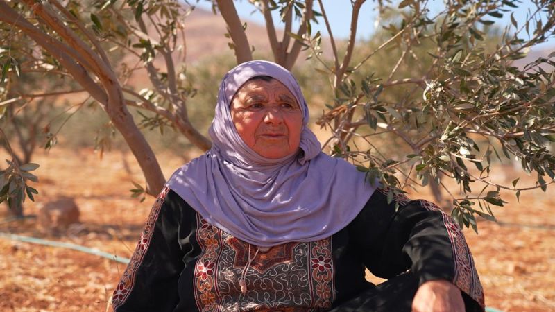 Brutal beatings and dead trees: How West Bank settler violence is affecting Palestinian olive harvests