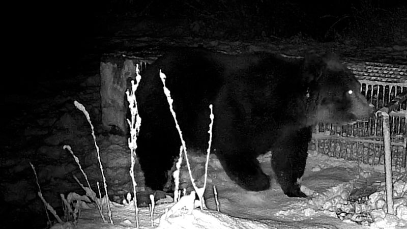 ‘Bear on patrol’: Japan’s internal counterattack against surge in deadly bear attacks