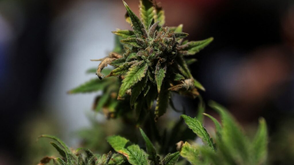 Stocks with the biggest moves pre-market: IRBT, LVS, TLRY