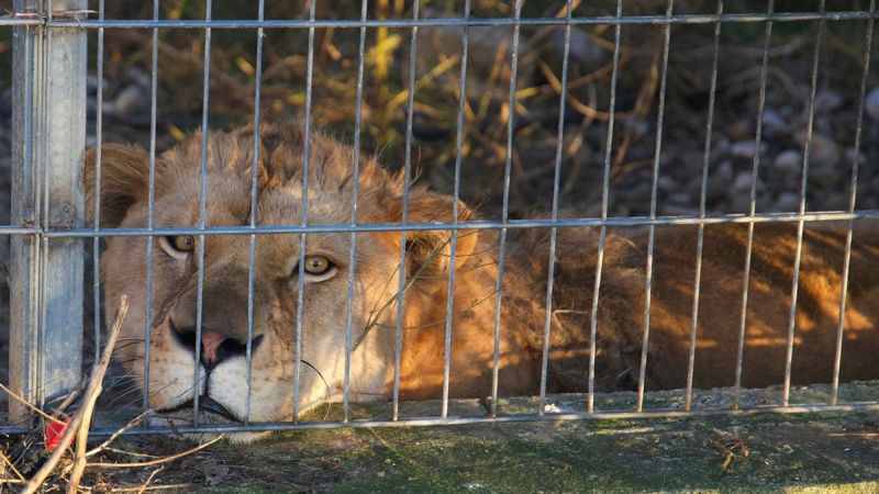 Albanian pet lions and bears find new homes at German wildlife sanctuary
