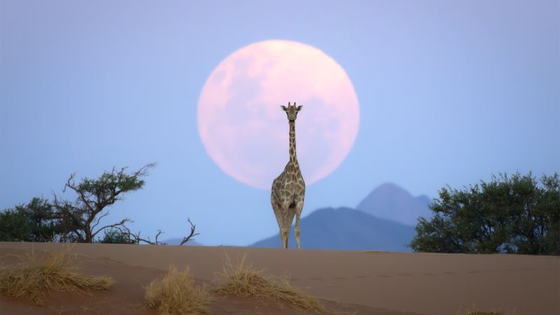 How this photographer took images so amazing that people thought they were AI