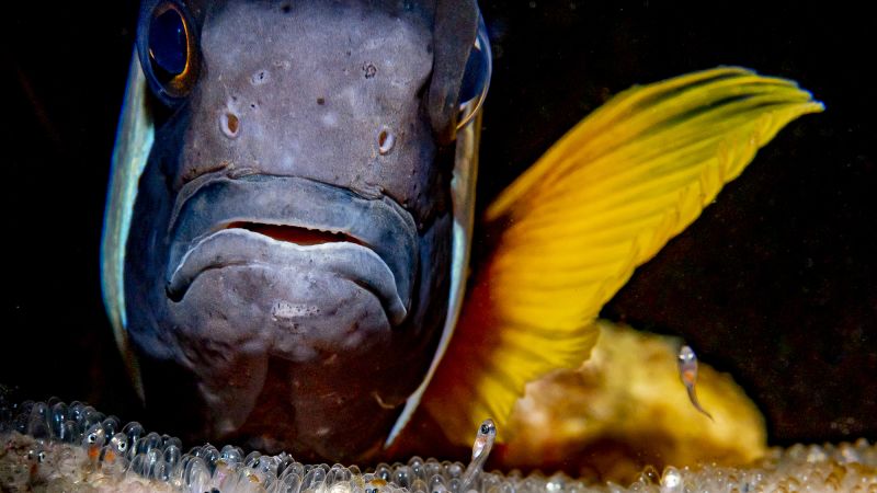 2026 Underwater Photographer of the Year features seals, boats, shrimp and sharks
