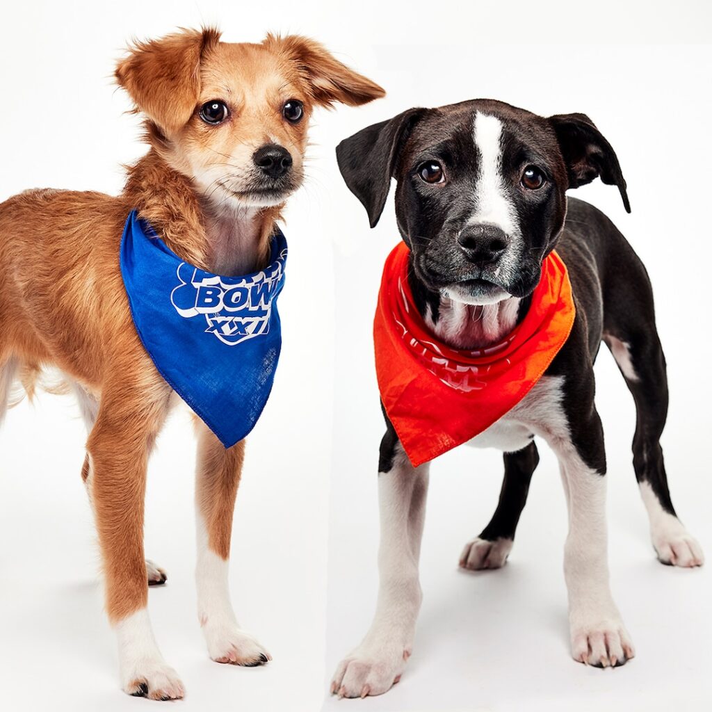 Adoptable dogs to play in Puppy Bowl before 2026 Super Bowl
