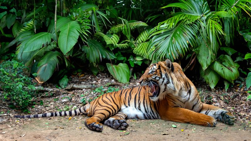 How the Royal Tiger Reserve protects Malaysia’s last big cats