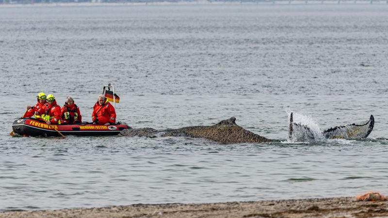 German rescue teams race to save humpback whale stranded on Baltic Sea coast