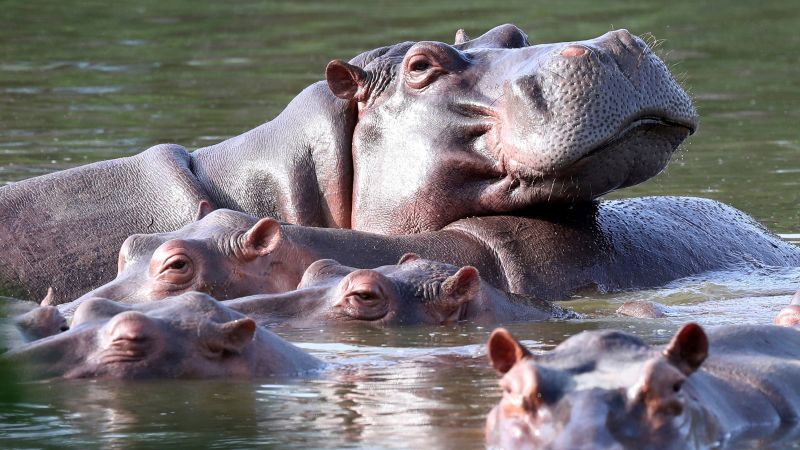 Colombia approves plan to kill hippos linked to Pablo Escobar