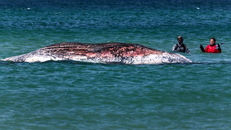 Stranded humpback whale Timmy is found dead off the coast of Denmark