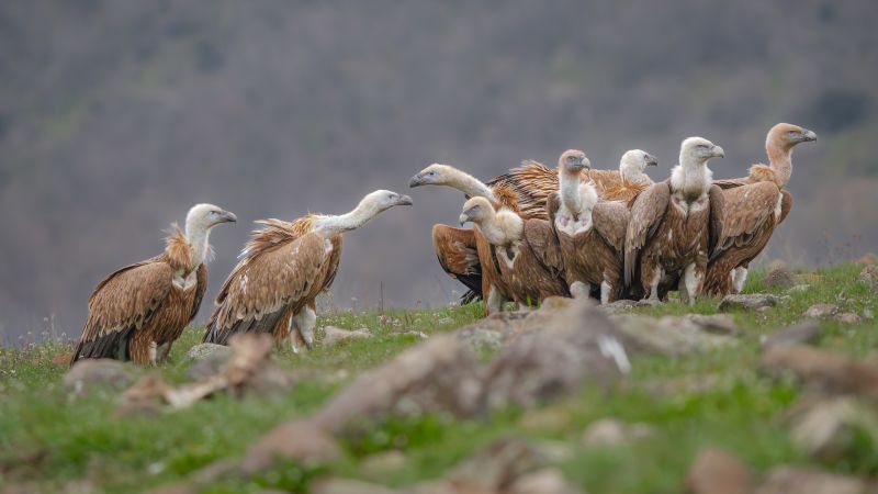 Vulture Photo Contest: Stunning images of birds in a different light