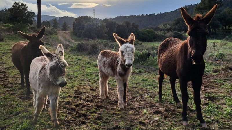 ‘Firefighter’s donkey’ helps prevent spread of wildfires in Spain